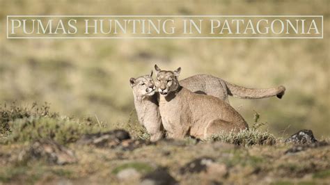 Cougar Vs Guanaco Pumas In Patagonien YouTube