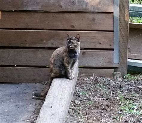 Kitsap Humane Society Save A Life Adopt A Barn Cat