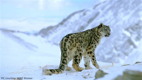 Bhutan Has 96 Snow Leopards Bbs Bbs