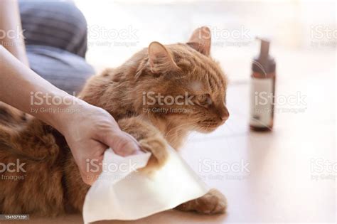 Woman Use A Cleaning Cloth Wipe A Cats Fur Bathe Ginger Cat Dry