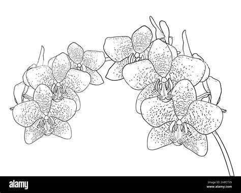 Phalaenopsis Orchid Branch Sketch Drawing On White Background Stock