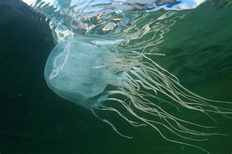 How To Prevent And Treat Venomous Jellyfish Stings In Thailand Thaiger