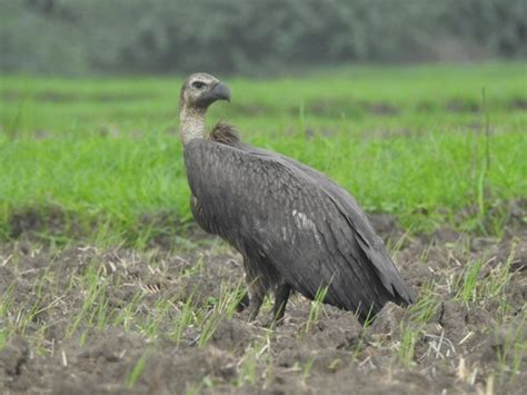 White Rumped Vulture Gyps Bengalensis · Inaturalist