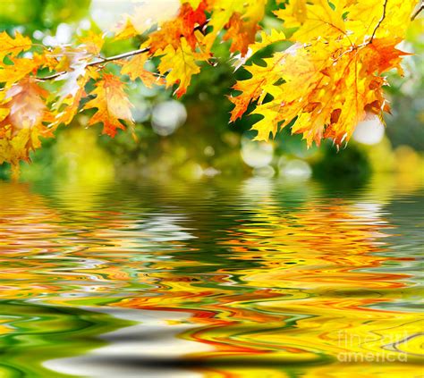 Beautiful Autumn Leaves Photograph By Boon Mee