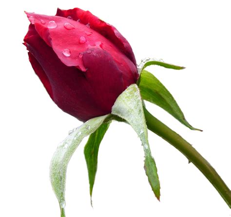Download Rose Rose Bud Red Rose Royalty Free Stock Illustration Image