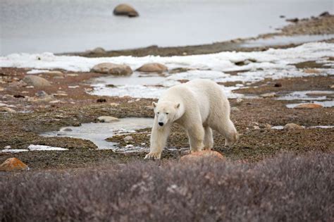 « la population mondiale d'ours polaires est plus importante qu'on ne le pensait, elle est même en augmentation. Définition | Ours blanc - Ours polaire - Ursus maritimus | Futura Planète
