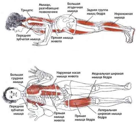 Lower back muscles that attach directly to the front of the lumbar spine include the psoas, quadratus lumborum and the respiratory diaphragm. 14 best PLANK EXCERCISE images on Pinterest | Exercise workouts, Work outs and Exercise