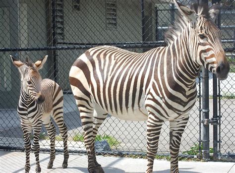 Virginia Zoo Welcomes Baby Zebra Virginia Zoo In Norfolk