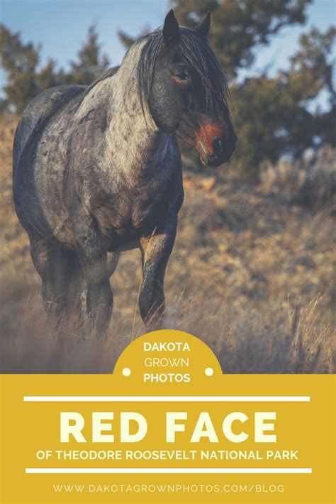 Photos And Stories Featuring The Wild Horses Of Theodore Roosevelt