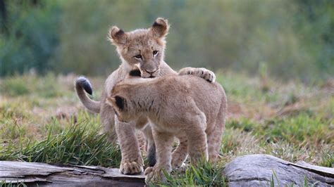 Cute Cub Lions Hd Lion Wallpapers Hd Wallpapers Id 58461