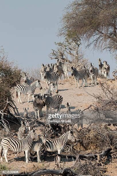 Makgadikgadi Pans National Park Photos And Premium High Res Pictures Getty Images