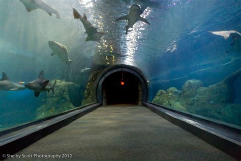 Shark Tunnel Travel Tours Camden Tour Guide New Jersey Zoo Shark