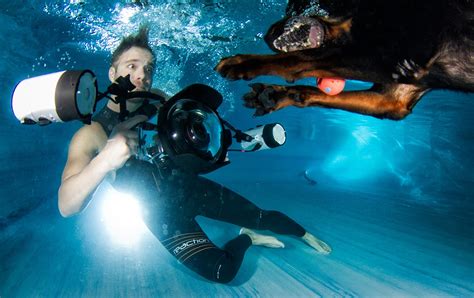Underwater Dogs The Incredible Story Of How These Photos Went Viral