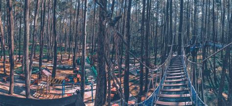 Hutan Pinus Desa Wisata Limbo Wasamparona Baubau Sajikan Beragam Wahana