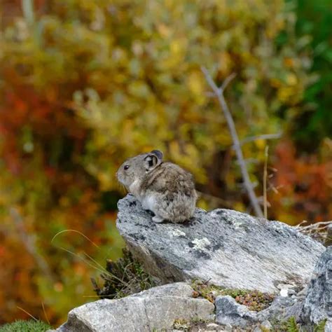 Collared Pika Facts Diet Habitat And Pictures On Animaliabio