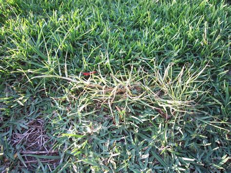 If done correctly, you should notice effects. Autumn lawn care for year-round results - GardenDrum