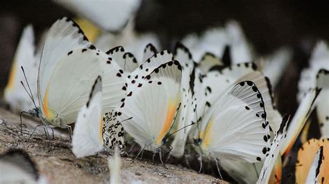 Bunch Of White Black Butterflies In Black Background Hd Butterfly