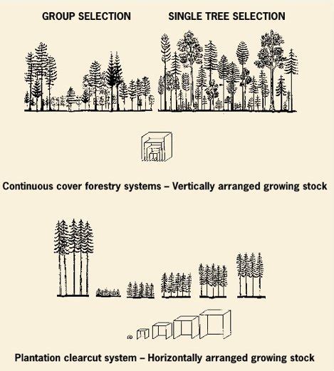 Nz Farm Forestry Continuous Cover Forestry An Introduction