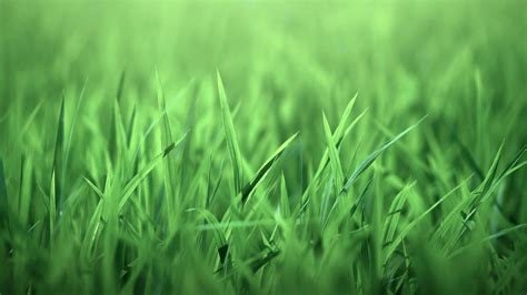 🔥 Free Download Nature Grass Green Grass 1920x1080 For Your Desktop Mobile And Tablet Explore