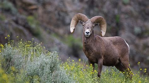 North Dakota Will Offer Five Bighorn Sheep Licenses In 2019 Gohunt