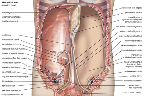 Abdominal Muscle Anterior View Of The Abdominal Cavity Hot Sex Picture