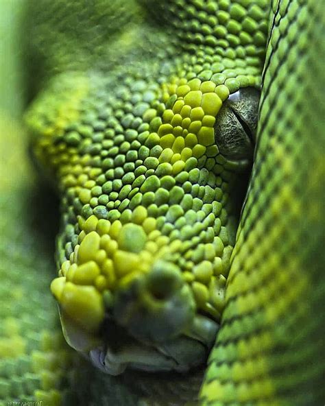 Snake Eyes Green India Kuveyt Snakes Hd Phone Wallpaper Peakpx