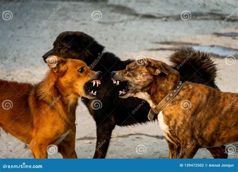 Three Dogs Are Fighting Stock Photo Image Of Outdoors 139472502