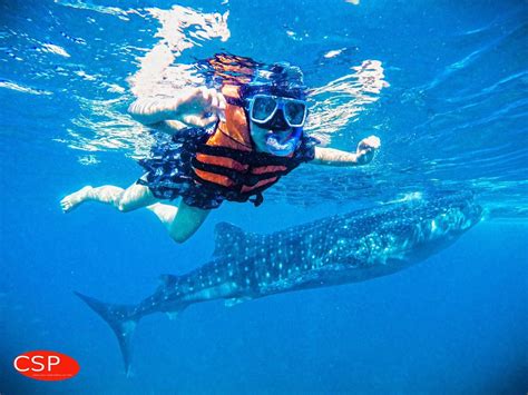 【ジンベイザメウォッチング】﻿ ﻿ 一生に一度の夢体験🌟﻿ ﻿ 世界最大の魚ジンベイザメと一緒に泳ごう😳﻿ ﻿ 野生のジンベイザメがみれるのはセブ島だけ？⁉️﻿ ﻿ とっておきの思い出を残そう