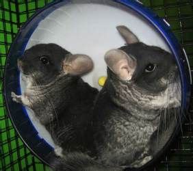 Pet care center at luna park seattle, wa. Adopt Thelma and Louise on | Louis, Pet care, Thelma louise