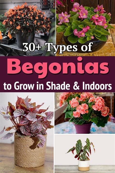 Explore Different Begonia Types And Add Colors In Your Home Decor And