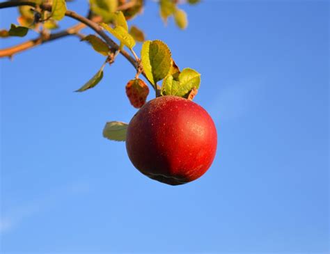 Unpicked Ripe Apple Apple Red Red Apple Fruit Ripe Branch