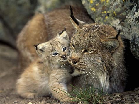 Free for commercial use no attribution required high quality images. nature, Animals, Lynx, Cat Wallpapers HD / Desktop and ...