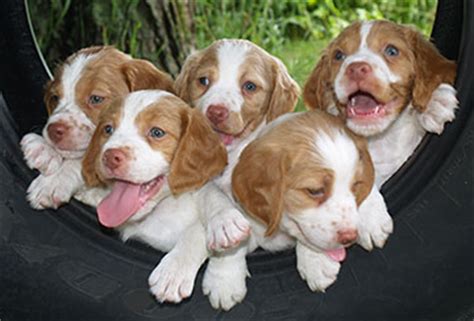 Brittanys were developed in the brittany province of france between the 17th and 19th centuries, becoming officially. Sovereign Brittany Puppies - Minnesota