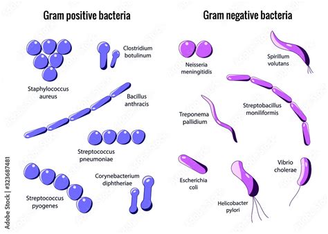 Microbiology Set Arrangements Of Bacterial Microorganism Gram Positive And Gram Negative