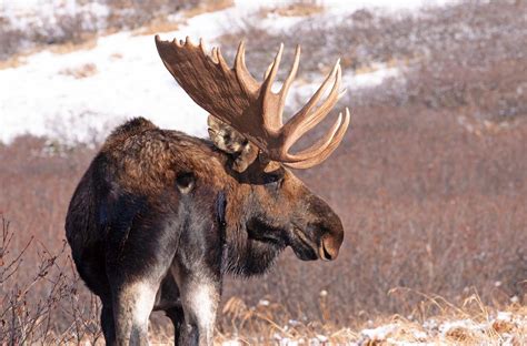 North American Moose Alces Alces By Josh Rafin Wild Deer And Hunting