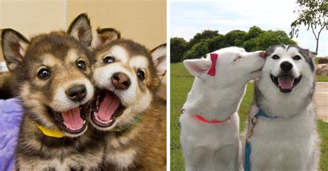 232 Dog Best Friends That Cant Be Separated Best Friends Pets Dog