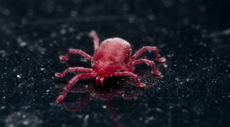 Dreamstime is the world`s largest stock photography community. Red Bugs on Concrete: A Complete Guide to Clover Mites
