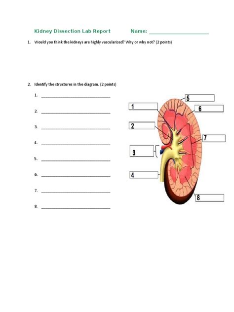Kidney Dissection Lab Report Pdf