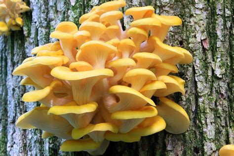 Oyster Mushrooms In Wisconsin