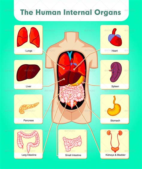 The Human Internal Organs Vücut kesimleri Faaliyetler Eğitim