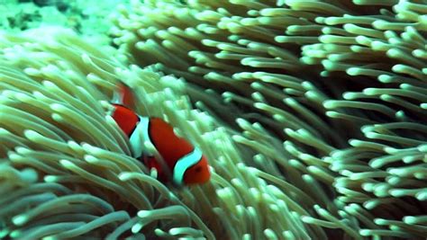 Small Colorful Clown Fish Dancing Stock Footage Video 100 Royalty