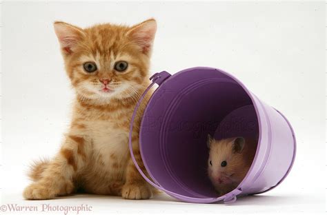 Tabby Kitten With Hamster In A Metal Bucket Photo Wp21982