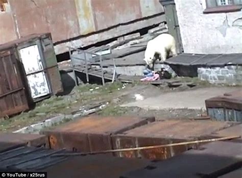 Woman Attacked By Polar Bear As Locals Try To Scare It Away In Video