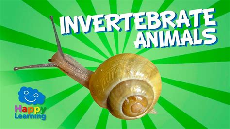 Invertebrate Animals Educational Video For Kids Homeschool Science