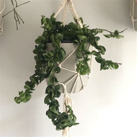 We did not find results for: Hoya Carnosa Compacta Variegata, Variegated Hindu Rope ...