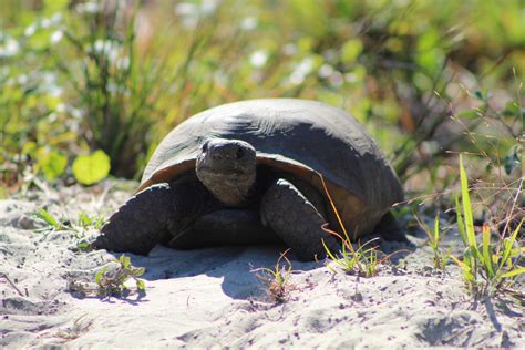 Gopher Tortoise Signs Florida Wildlife Federation