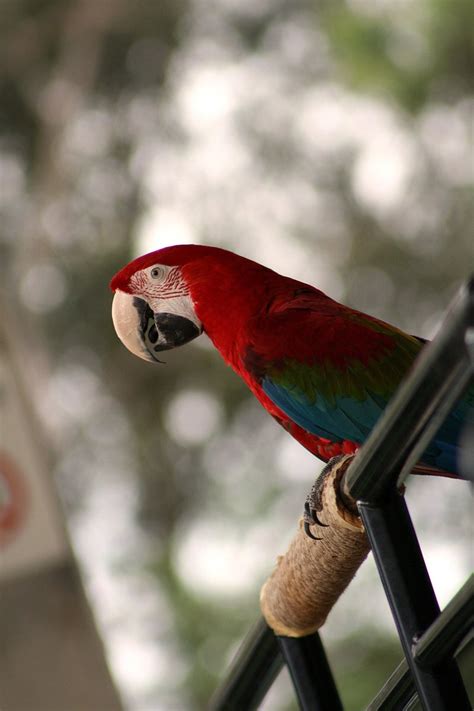 Parrot Australia Zoo 3 Free Photo Download Freeimages