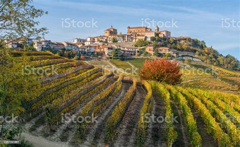 Beautiful Hills And Vineyards During Fall Season Surrounding La Morra