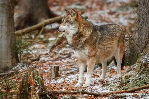 Eurasian Wolf In Nature Habitat In Bavarian Forest Stock Photo Image