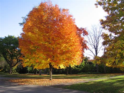 Omekactl Uvm Tree Profiles Norway Maple Invasive Species